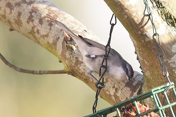 Lesser Whitethroat