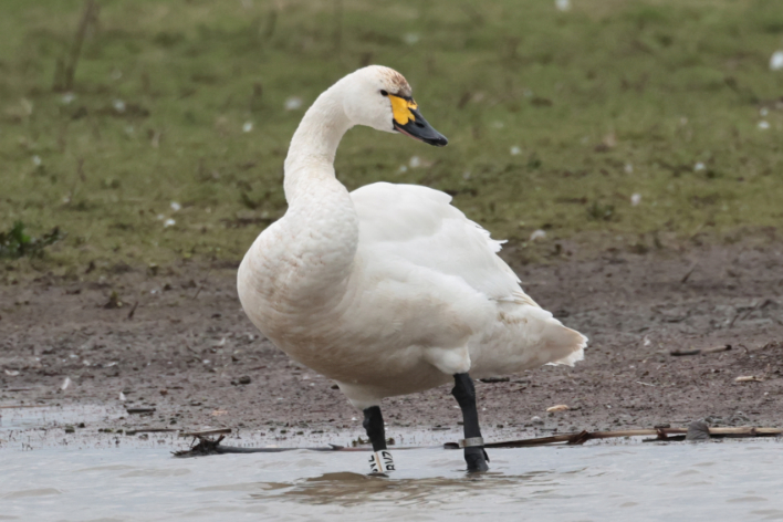 Bewick's Swan