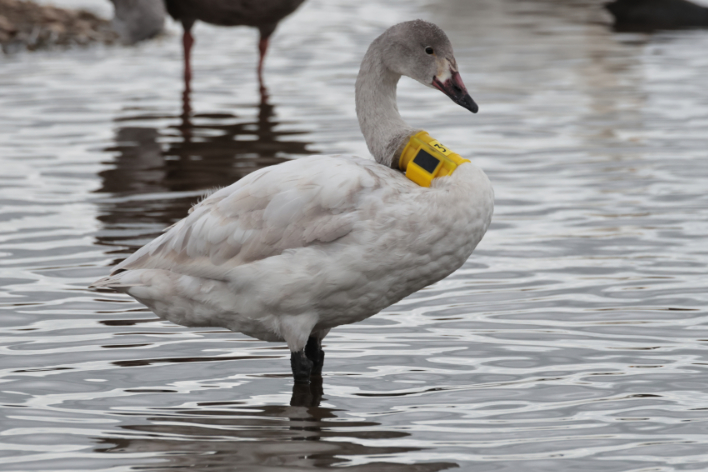 Bewick's Swan