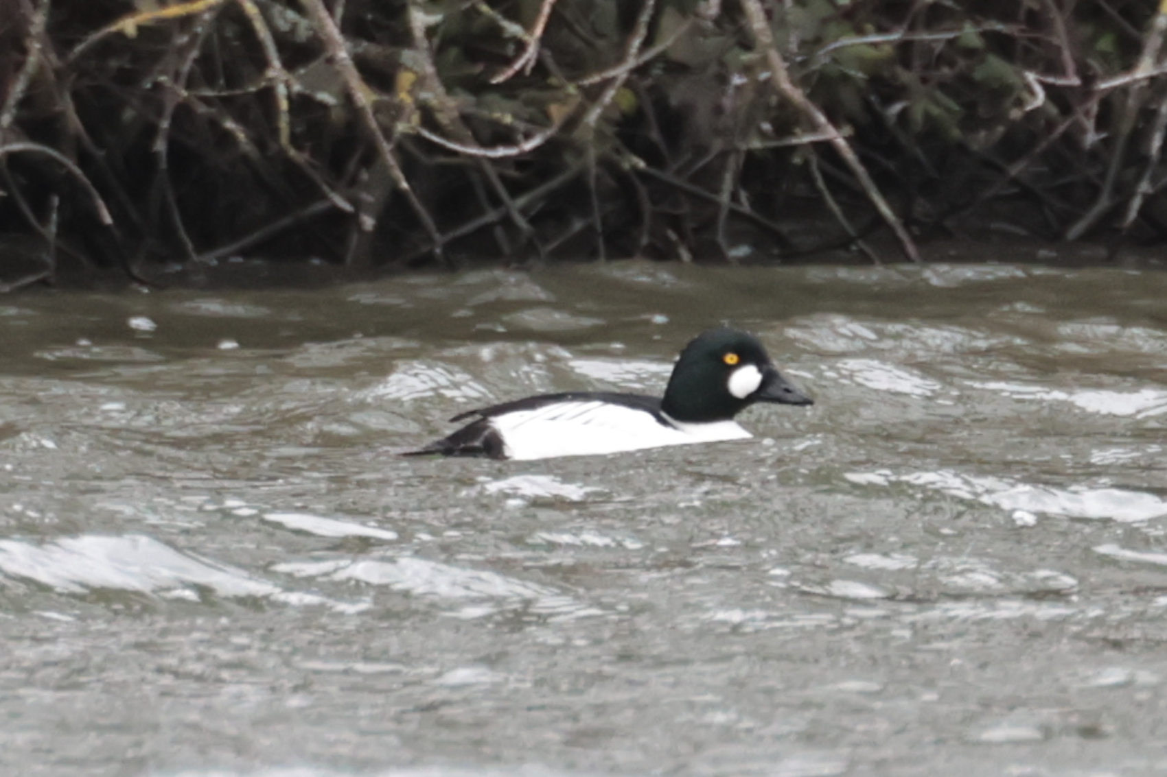 Goldeneye