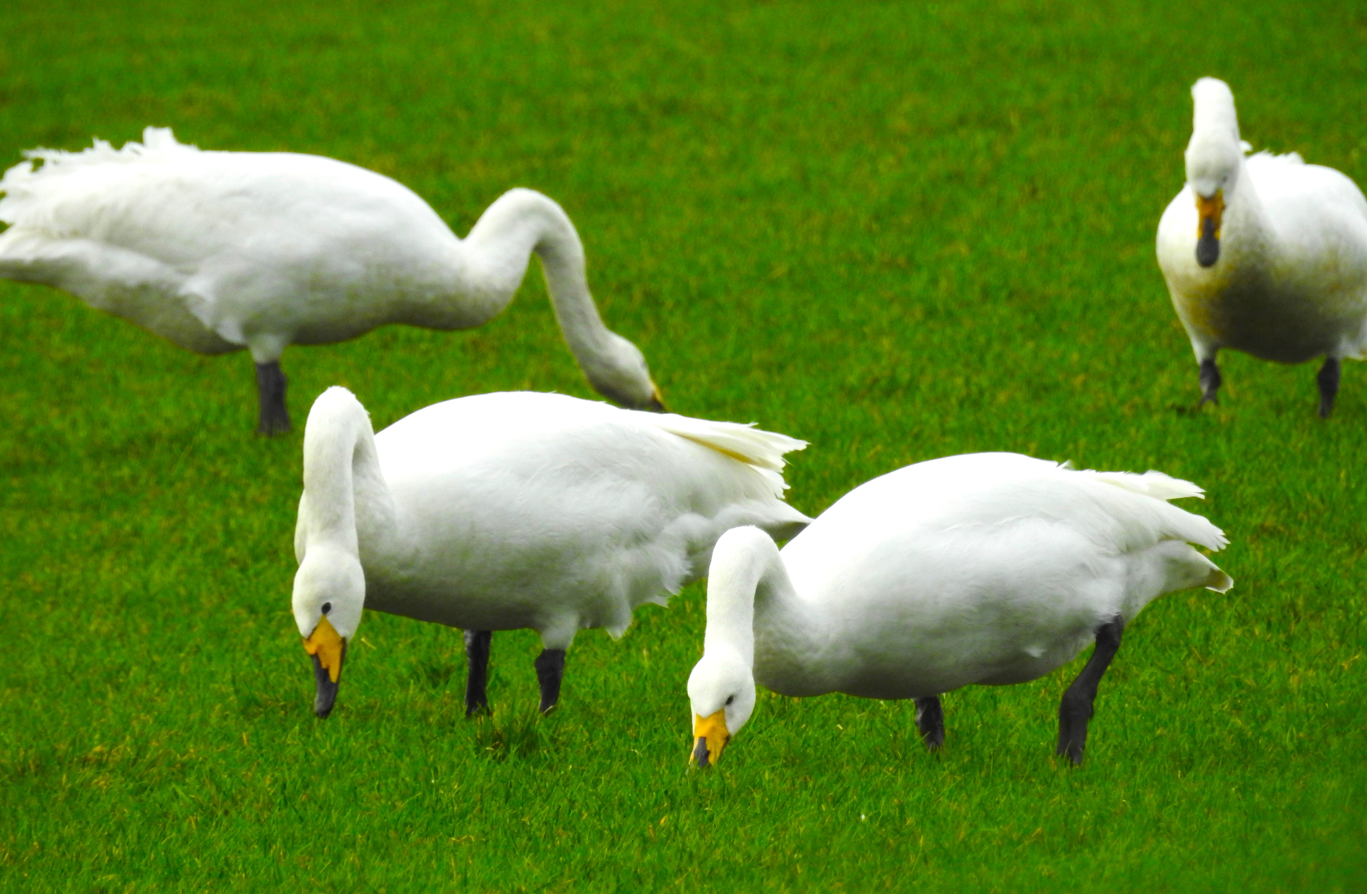 Whooper Swan