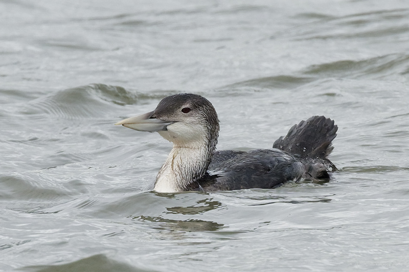White-billed Diver