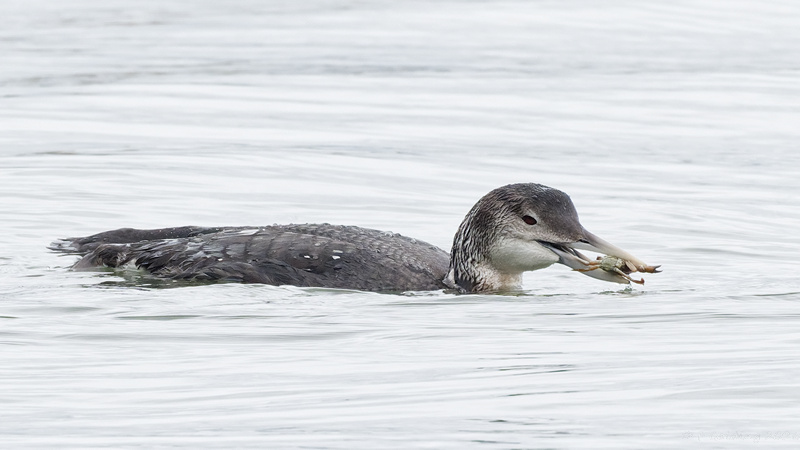 White-billed Diver