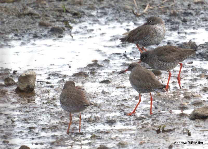 Redshank