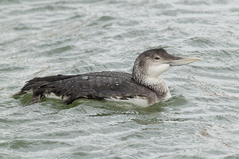 White-billed Diver