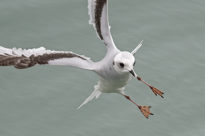 Ross's Gull