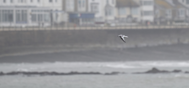 Ross's Gull