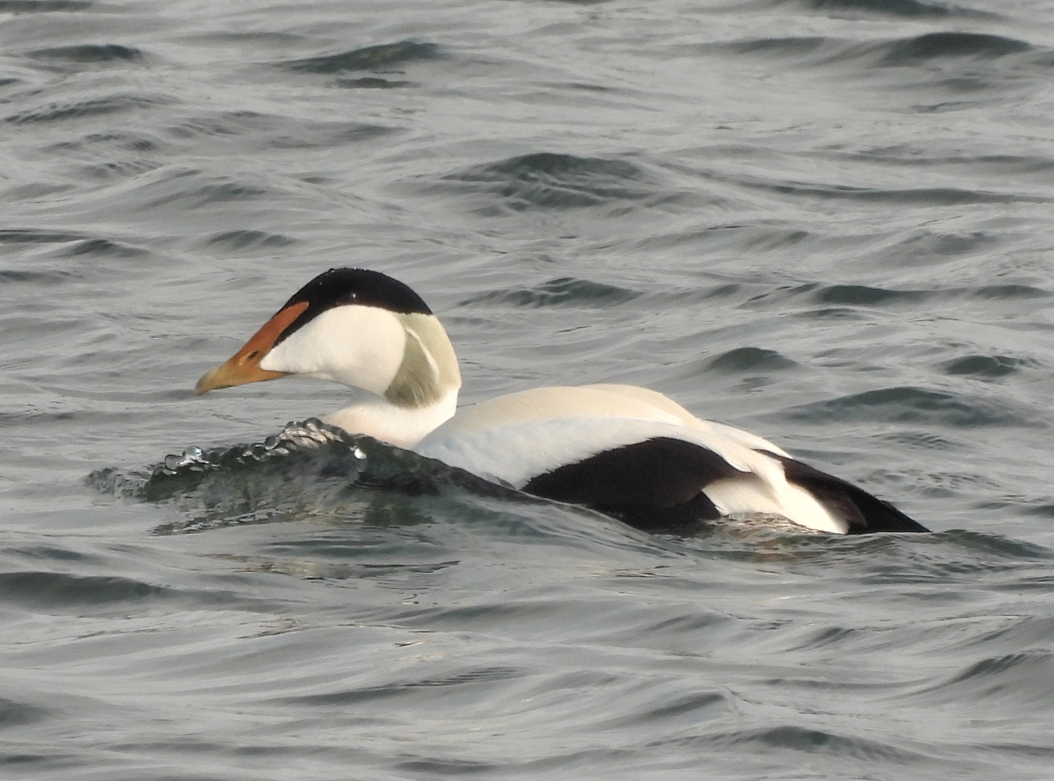 Northern Eider