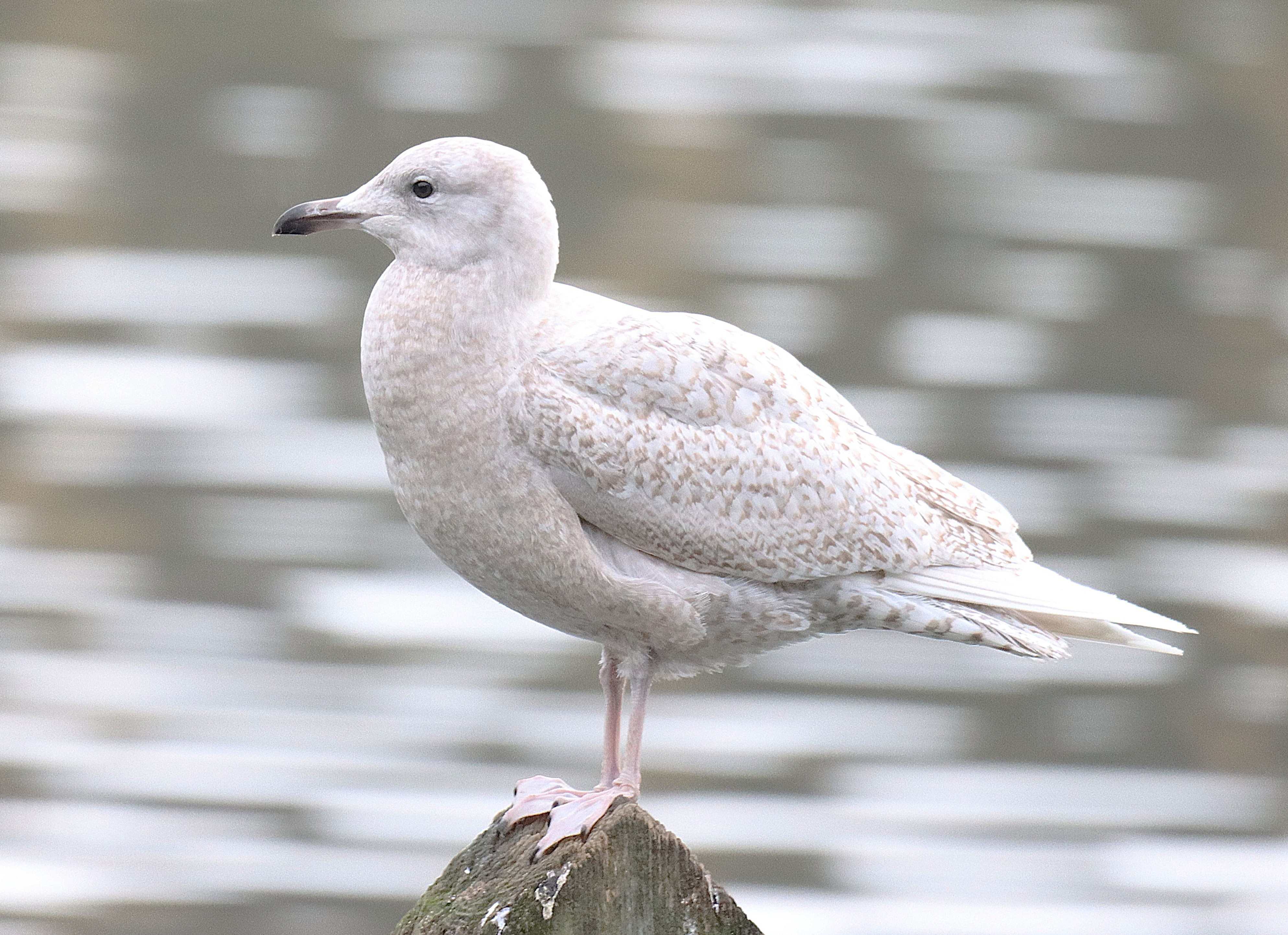 Iceland Gull