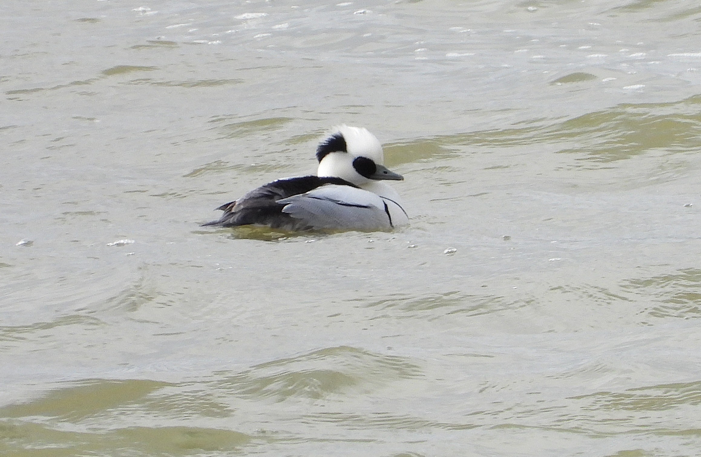Smew