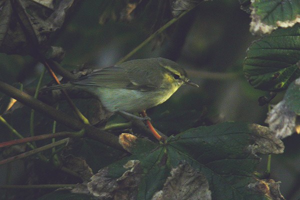 Greenish Warbler