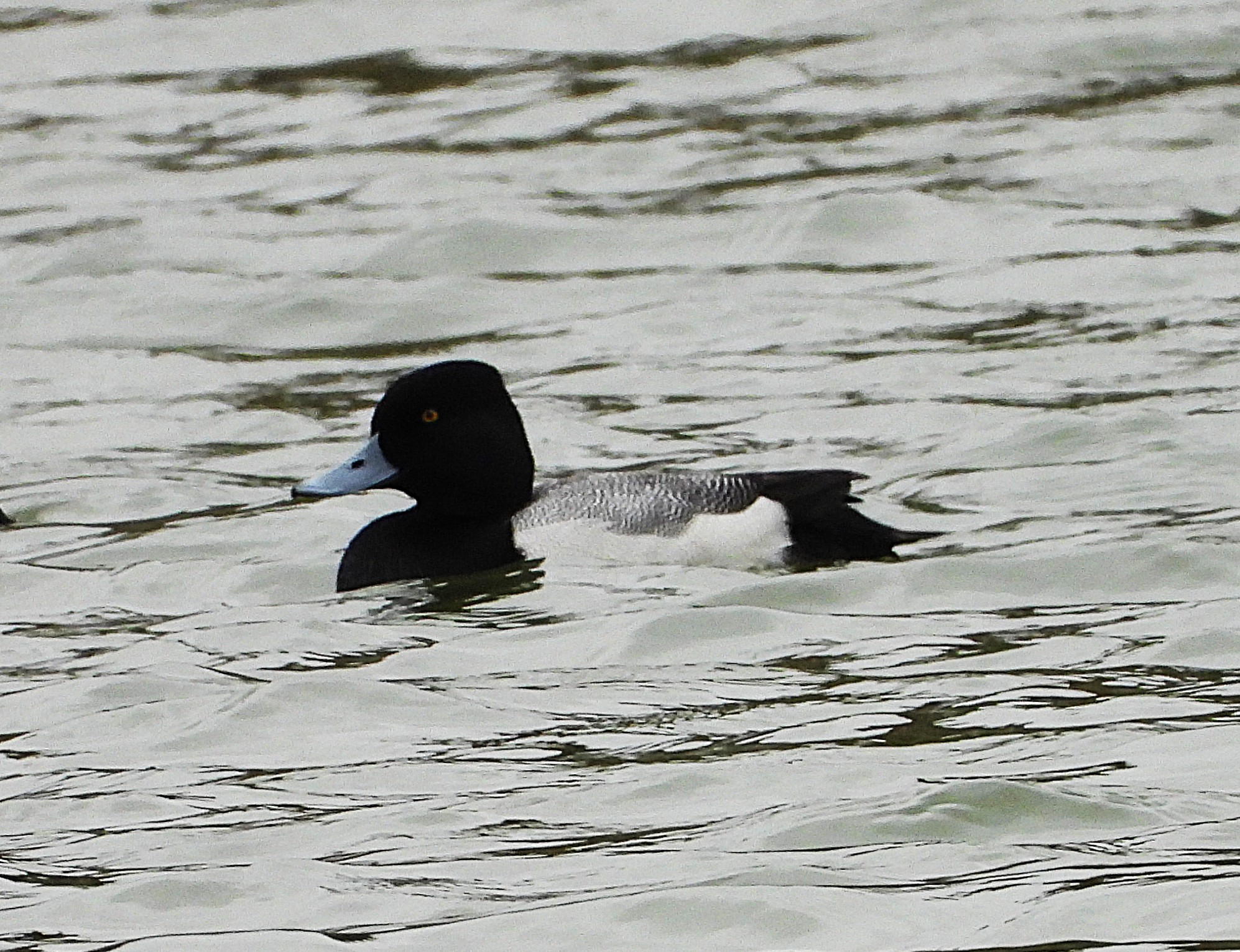 Lesser Scaup