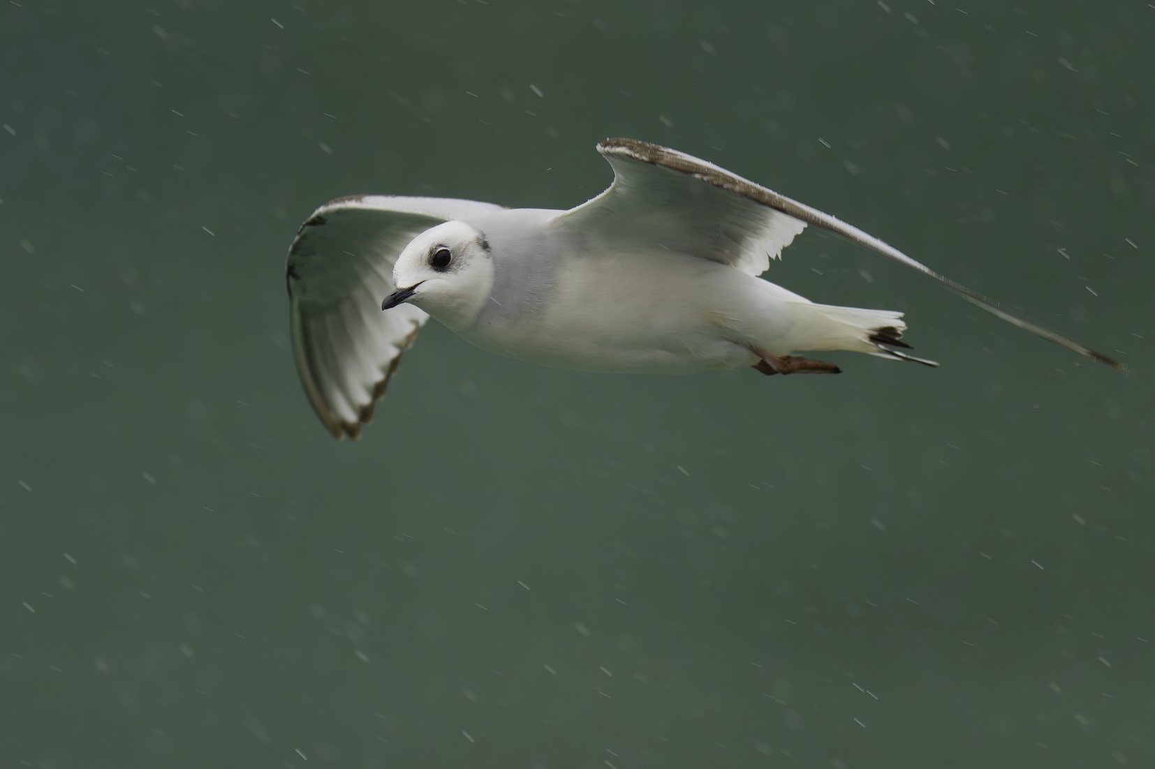 Ross's Gull