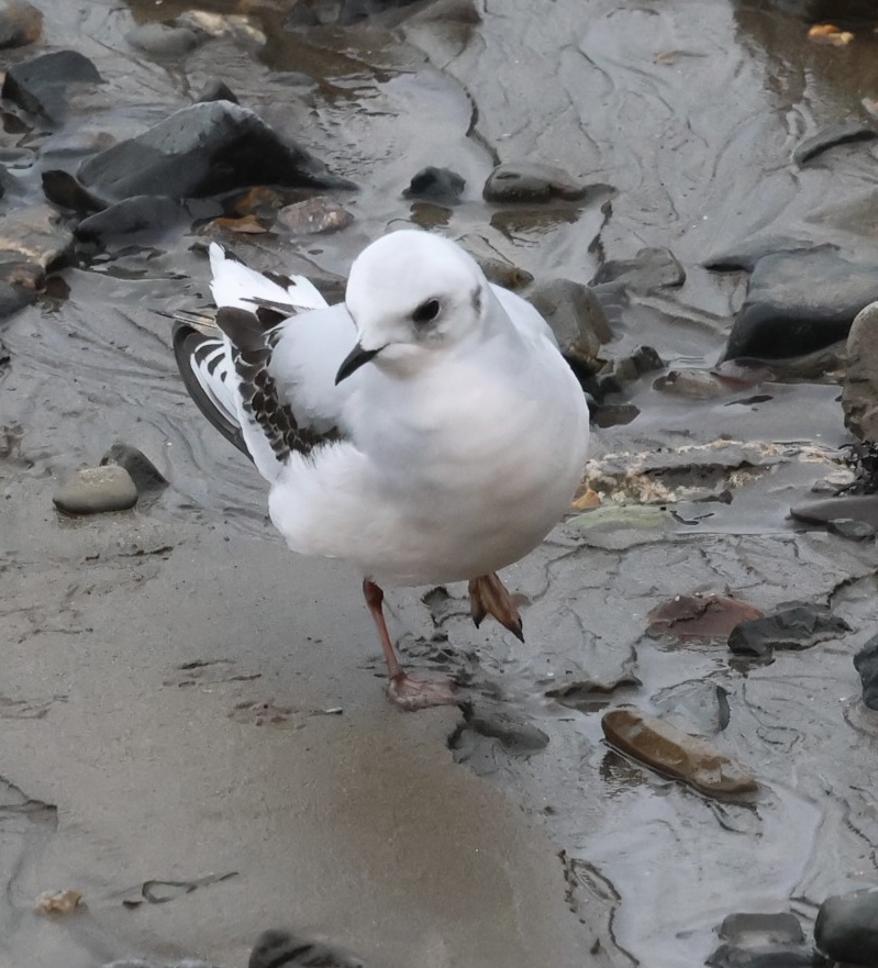 Ross's Gull