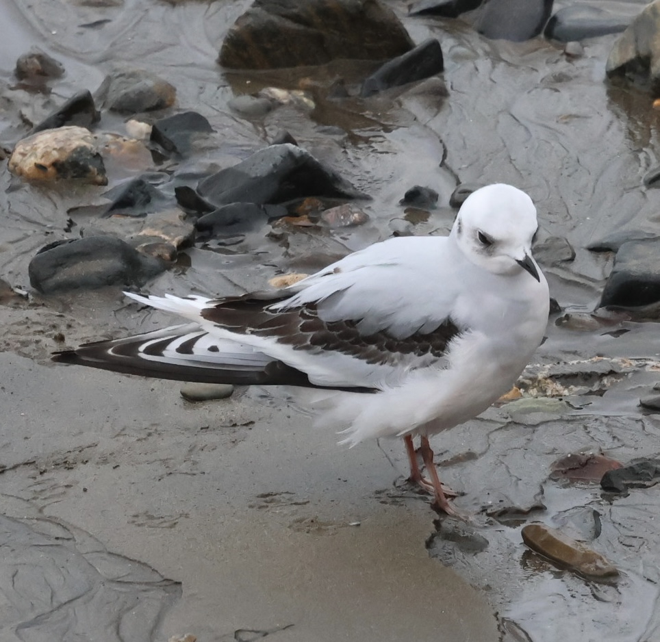 Ross's Gull