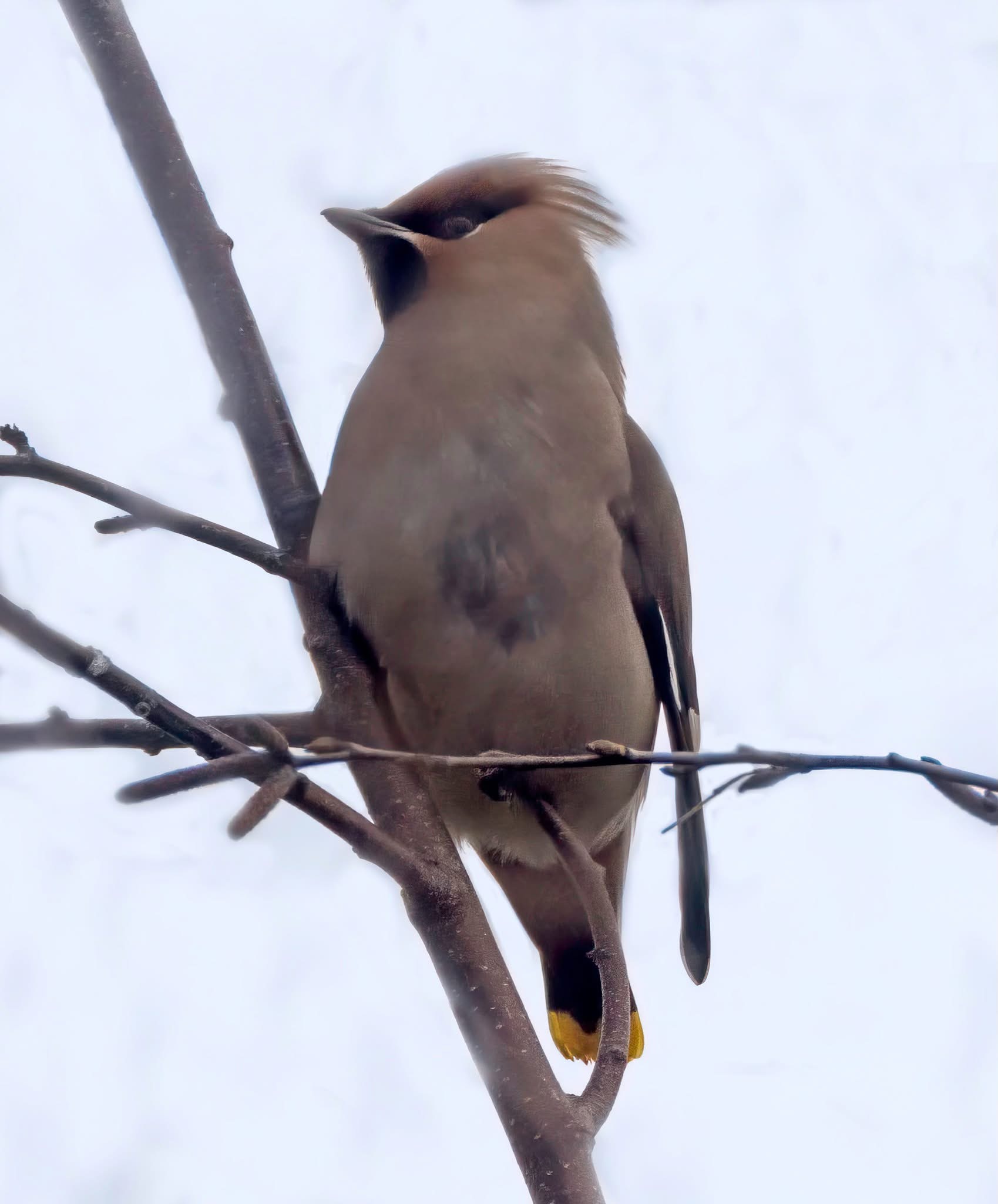Waxwing