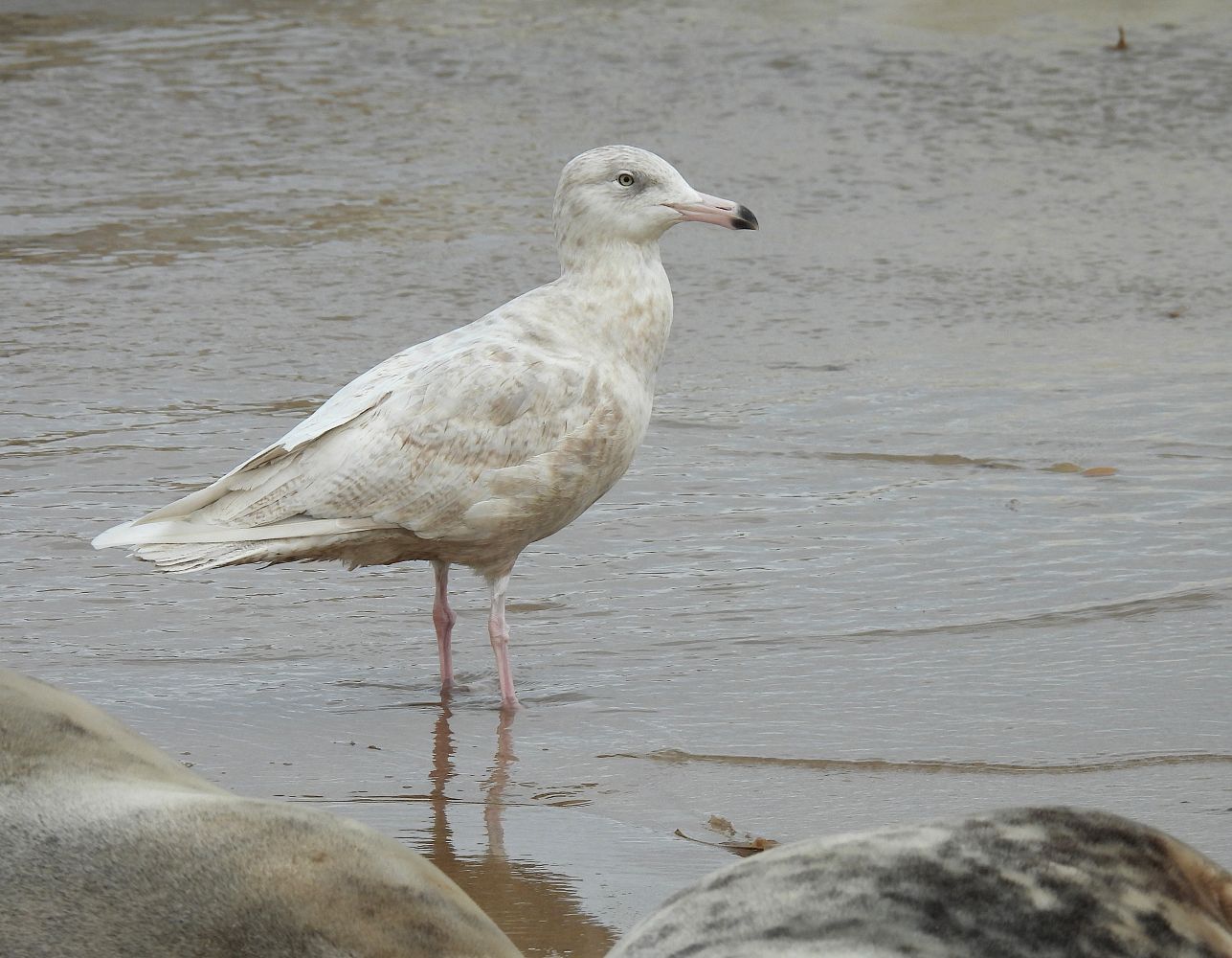 Glaucous Gull