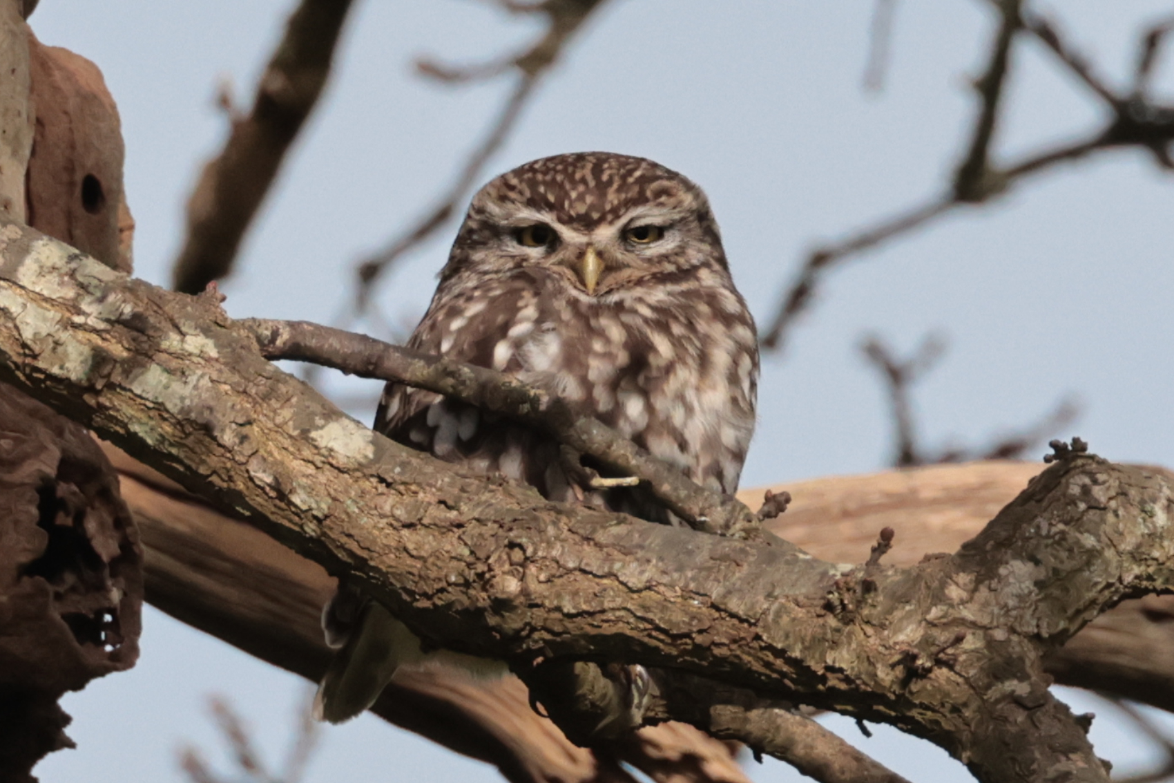 Little Owl