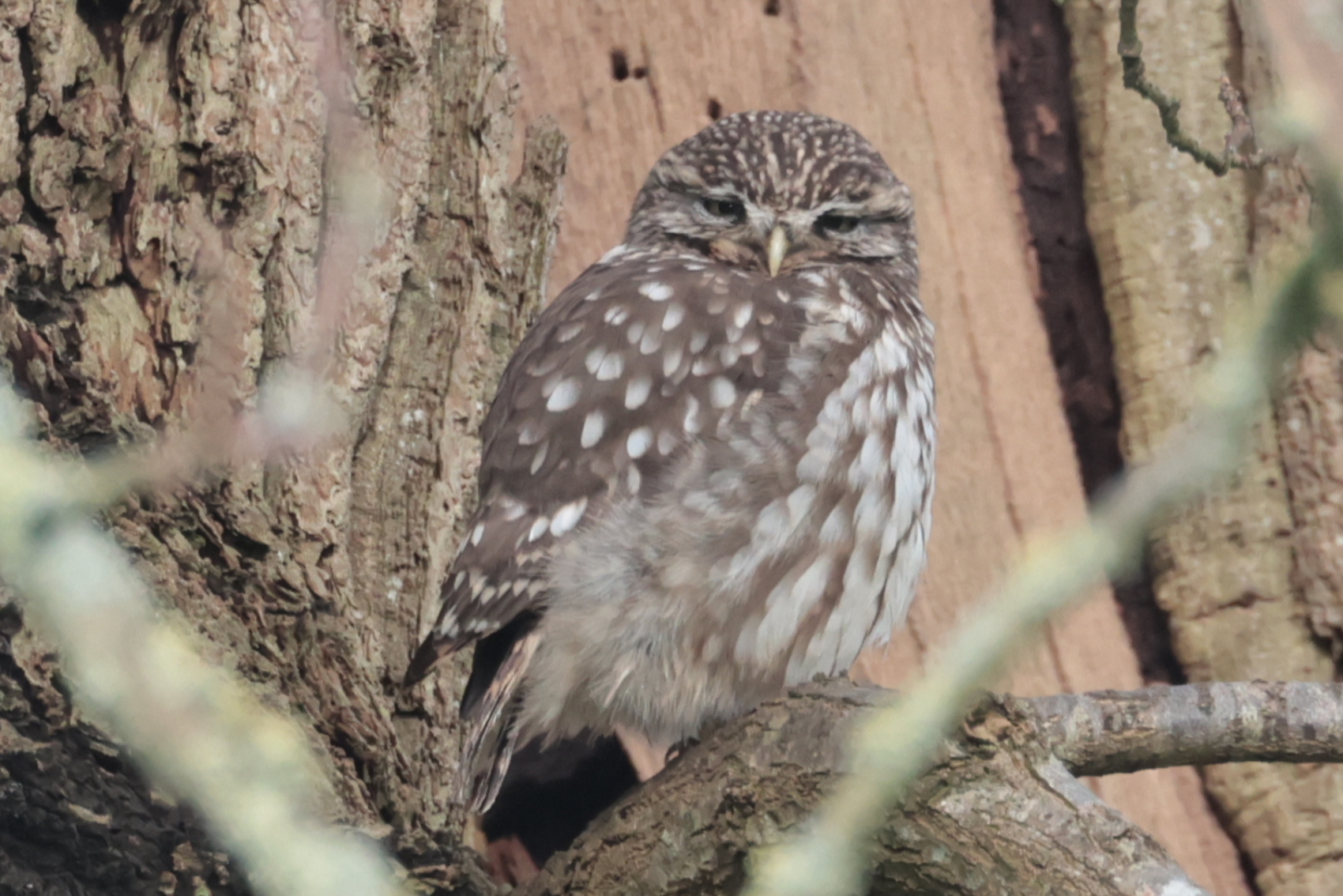 Little Owl