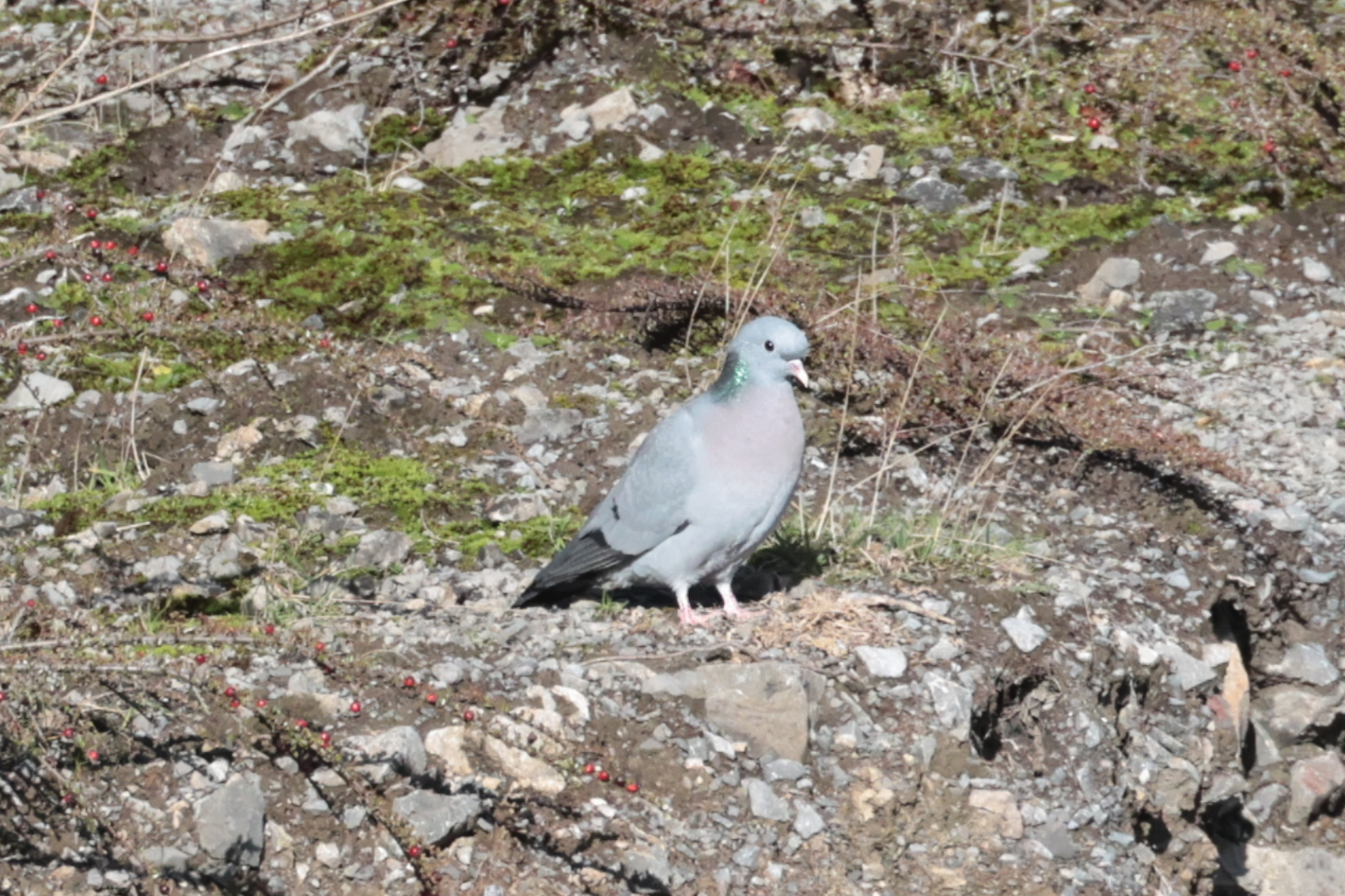 Stock Dove