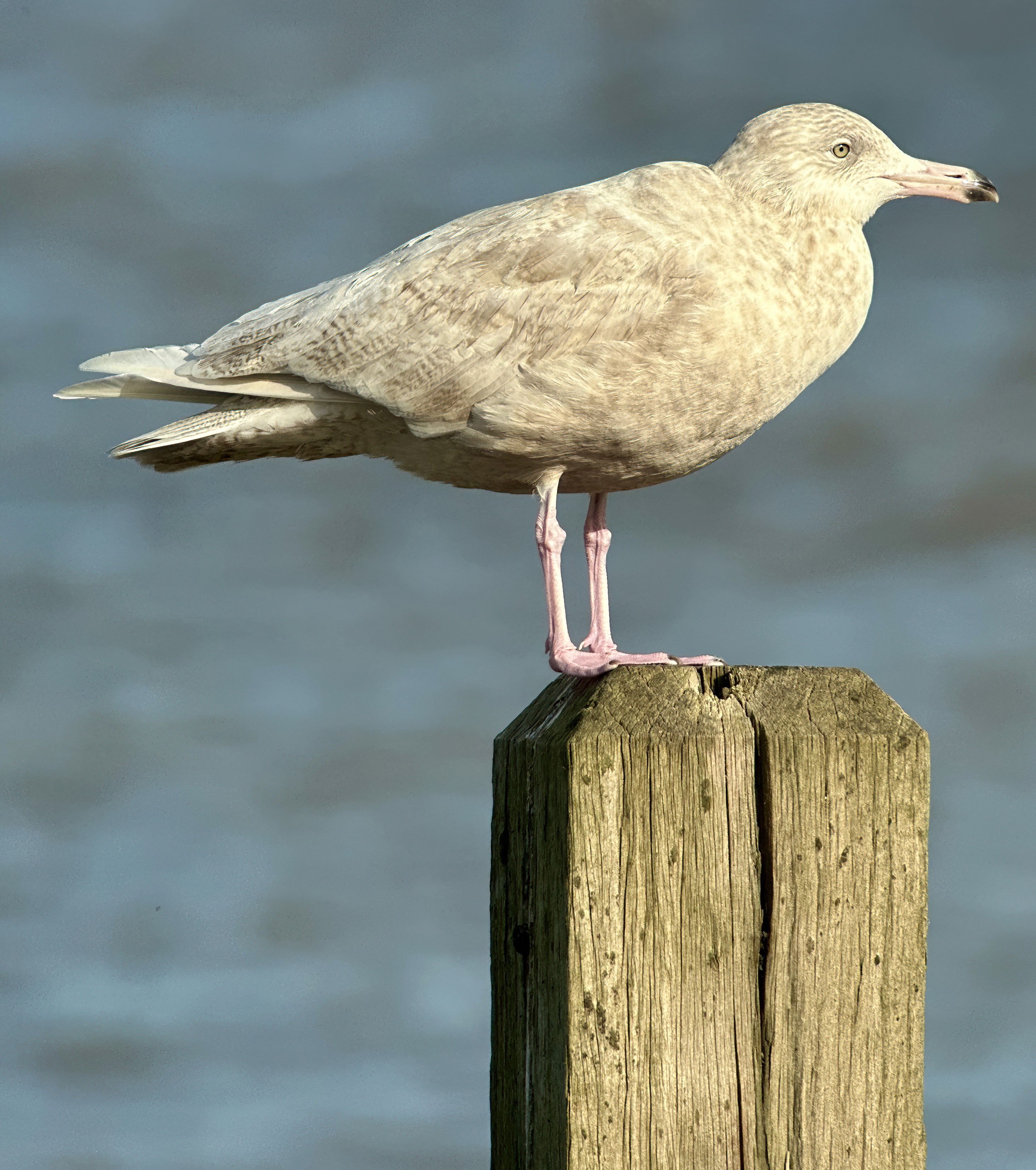 Glaucous Gull