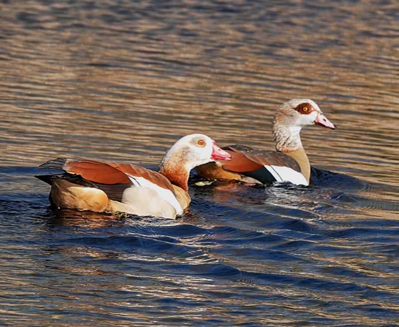 Egyptian Goose
