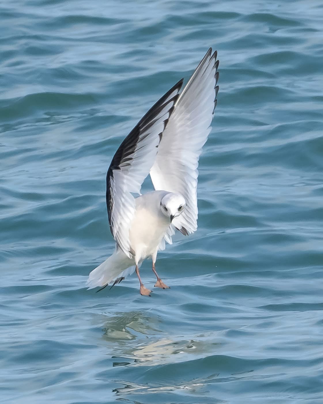 Ross's Gull