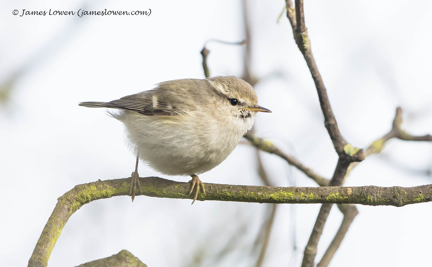 Hume's Warbler