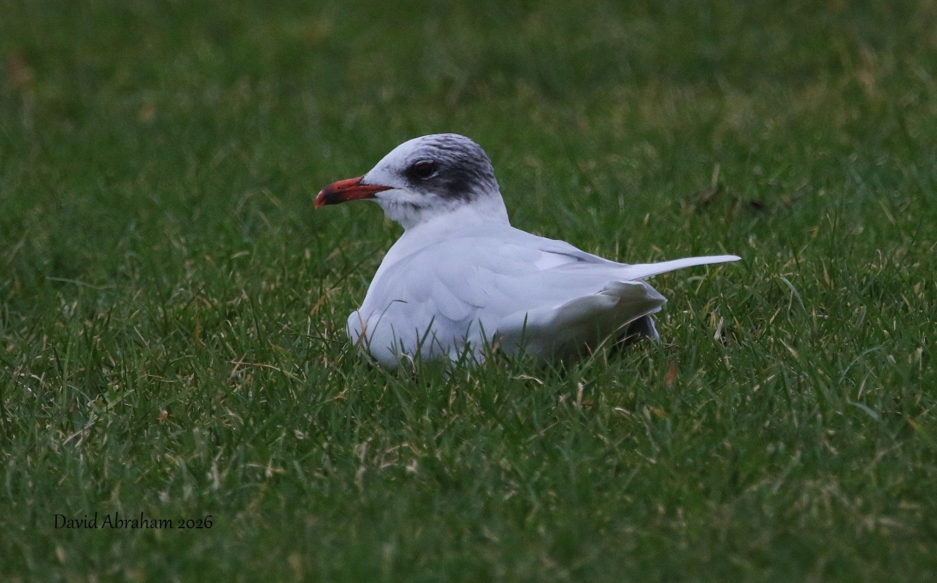Mediterranean Gull