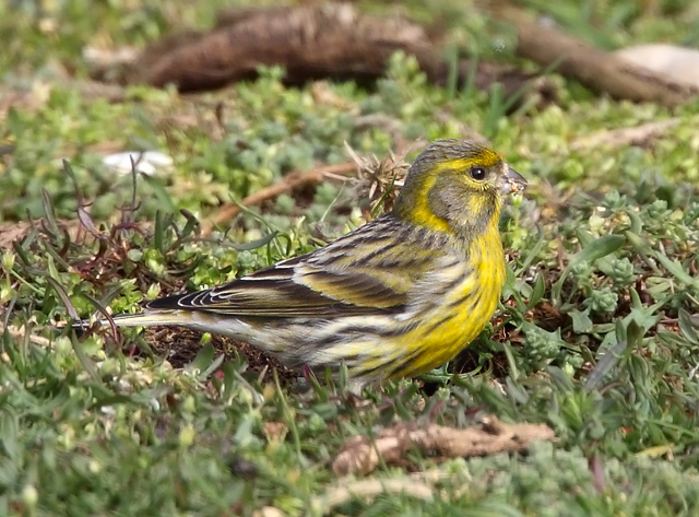Serin