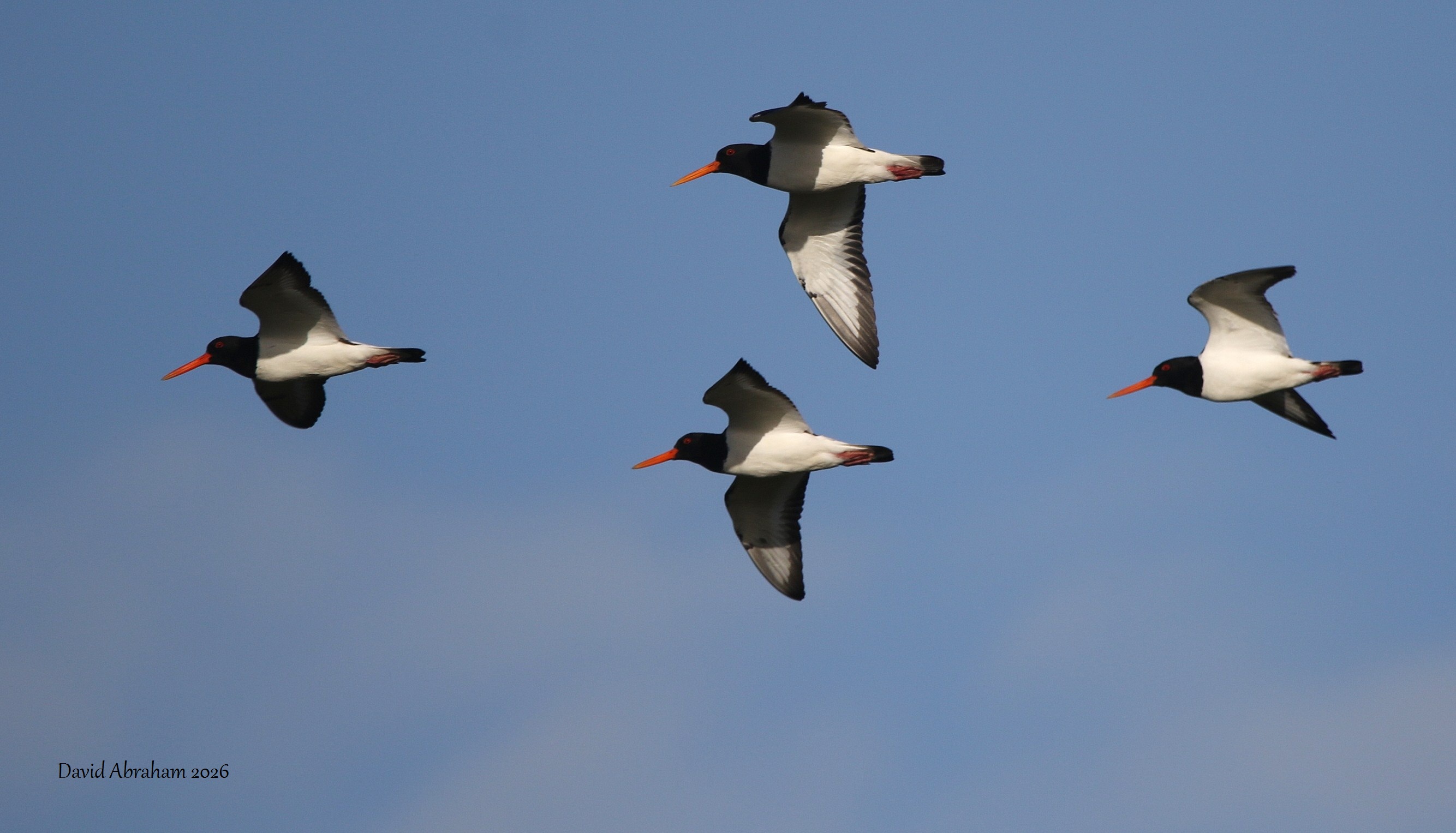 Oystercatcher 