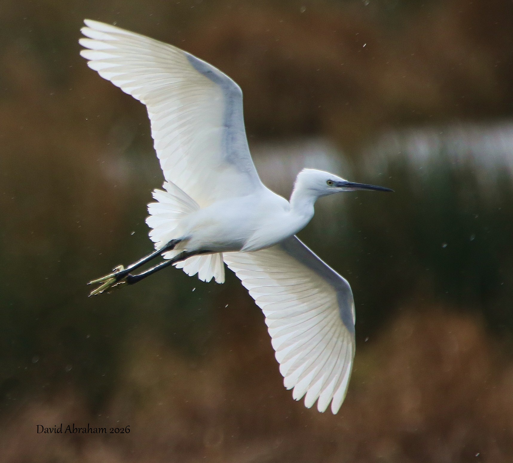 Little Egret 