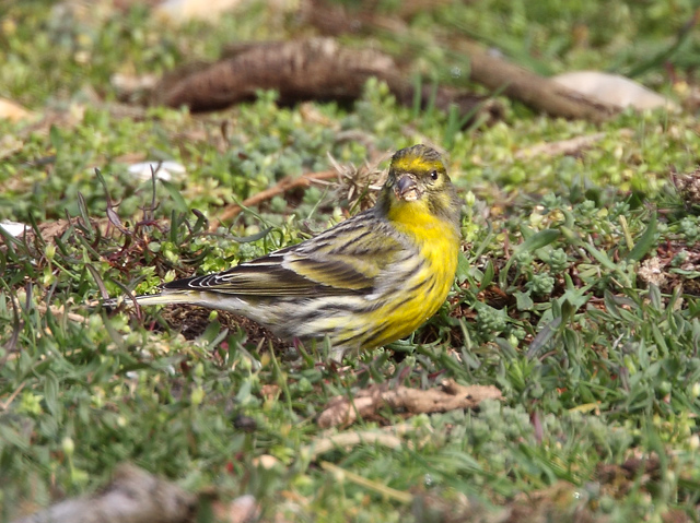 Serin