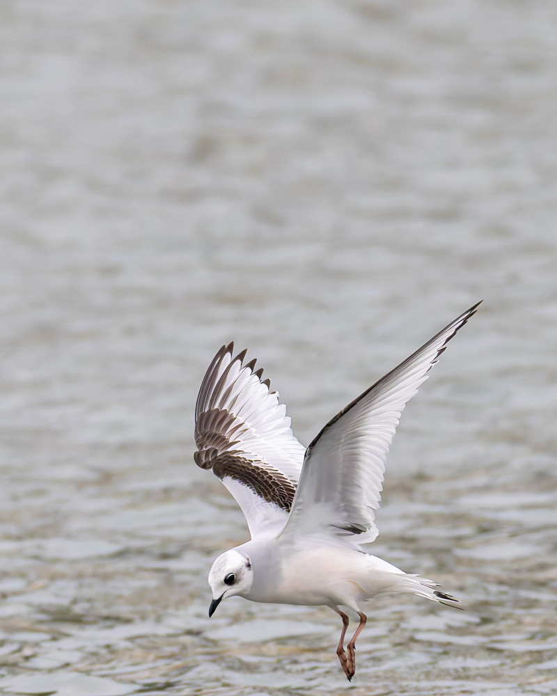 Ross's Gull