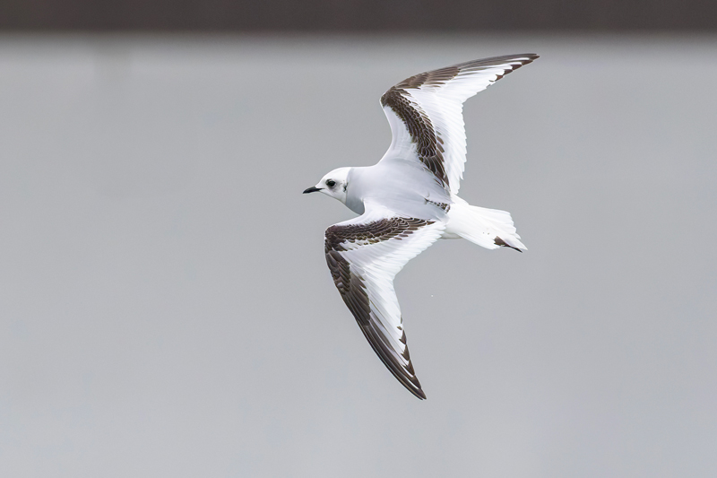 Ross's Gull