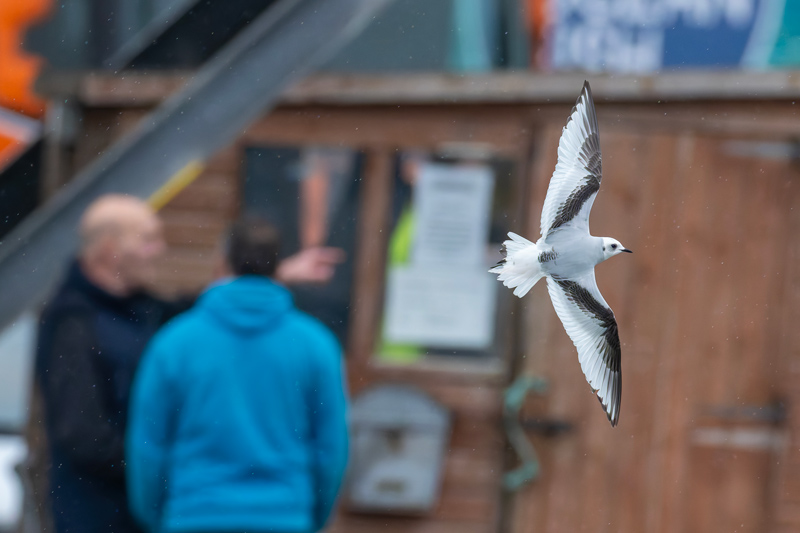 Ross's Gull