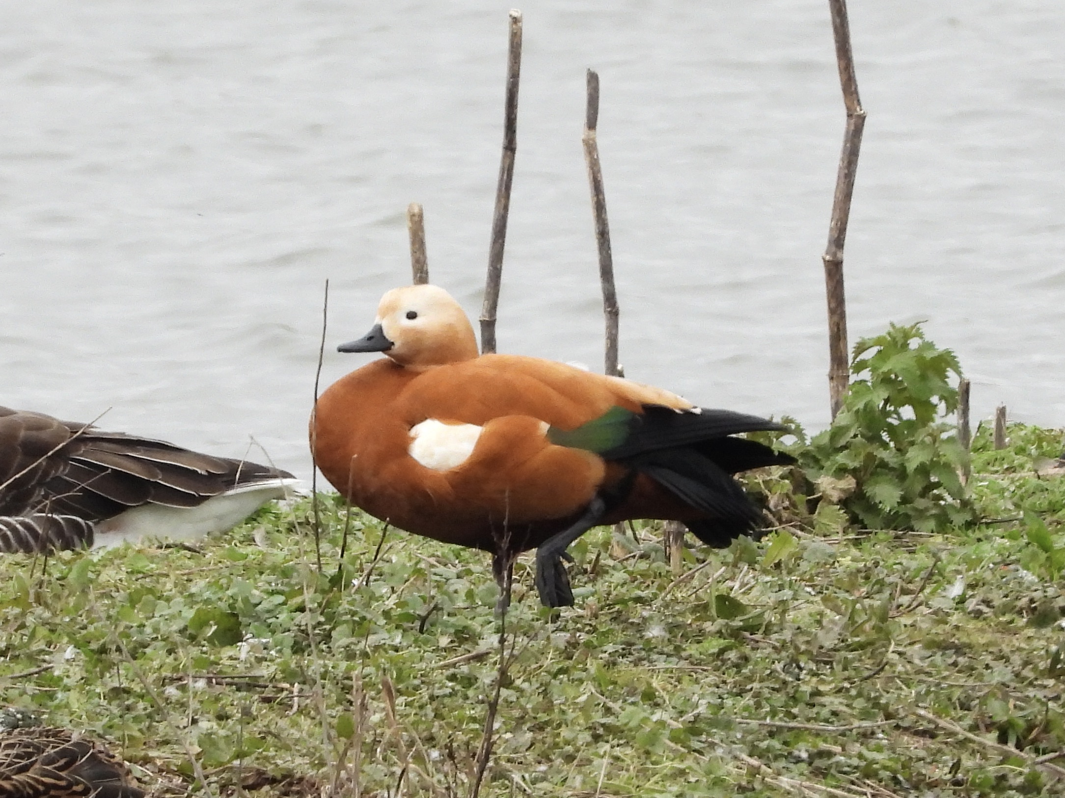 Ruddy Shelduck