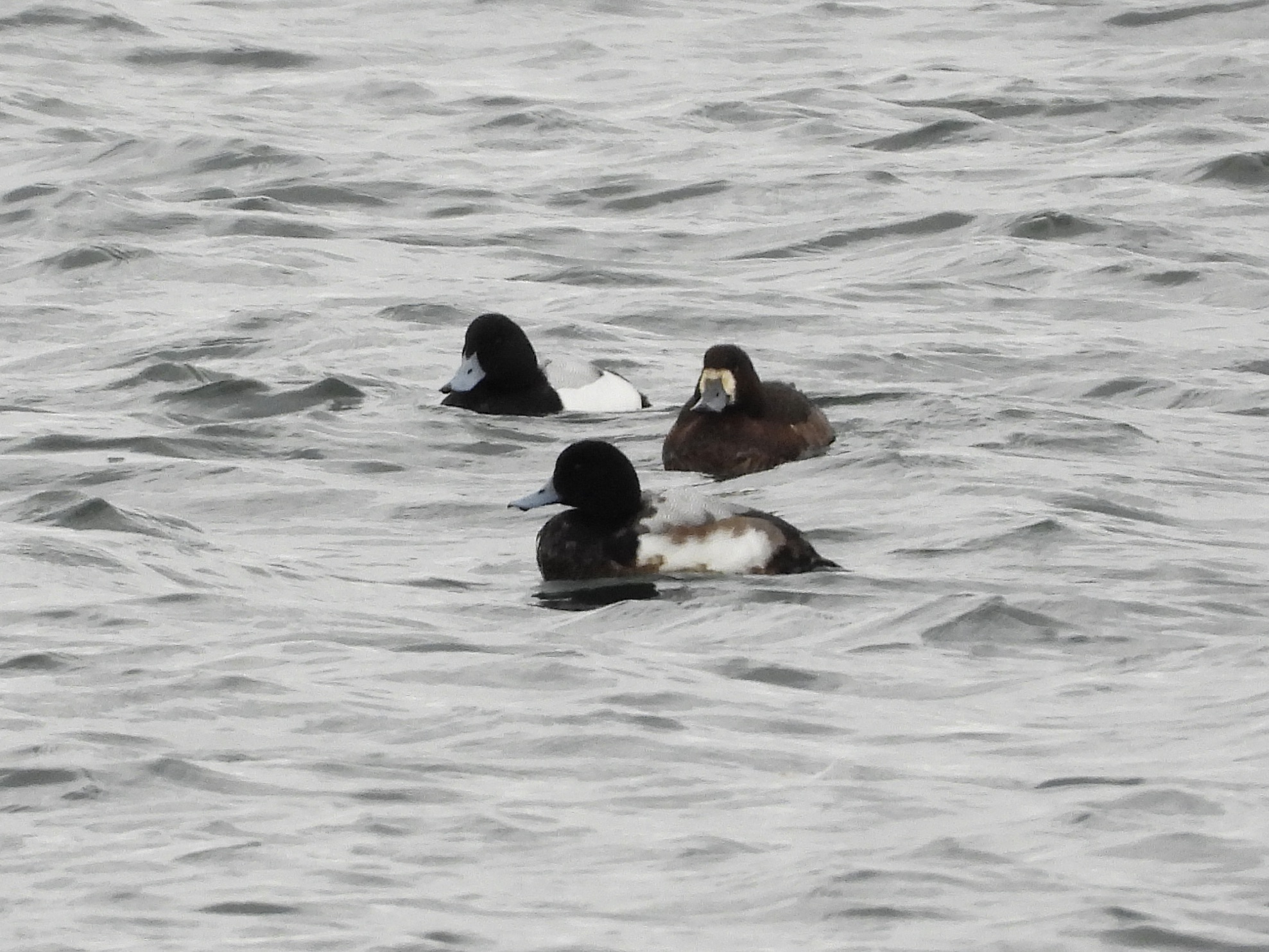 Scaup