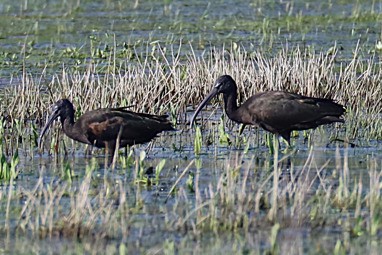 Glossy Ibis