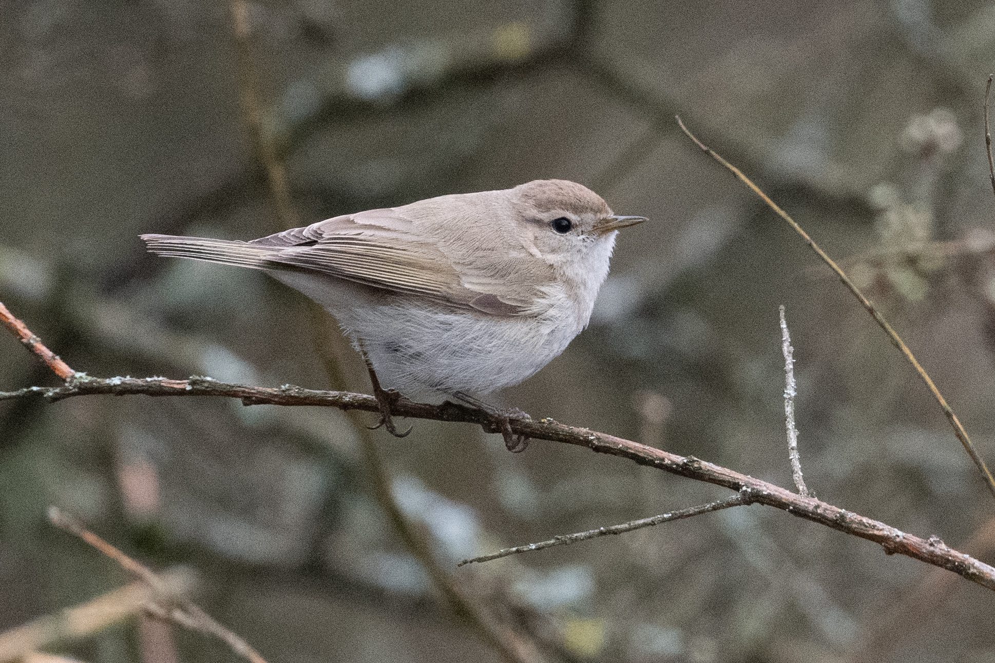 Siberian Chiffchaff