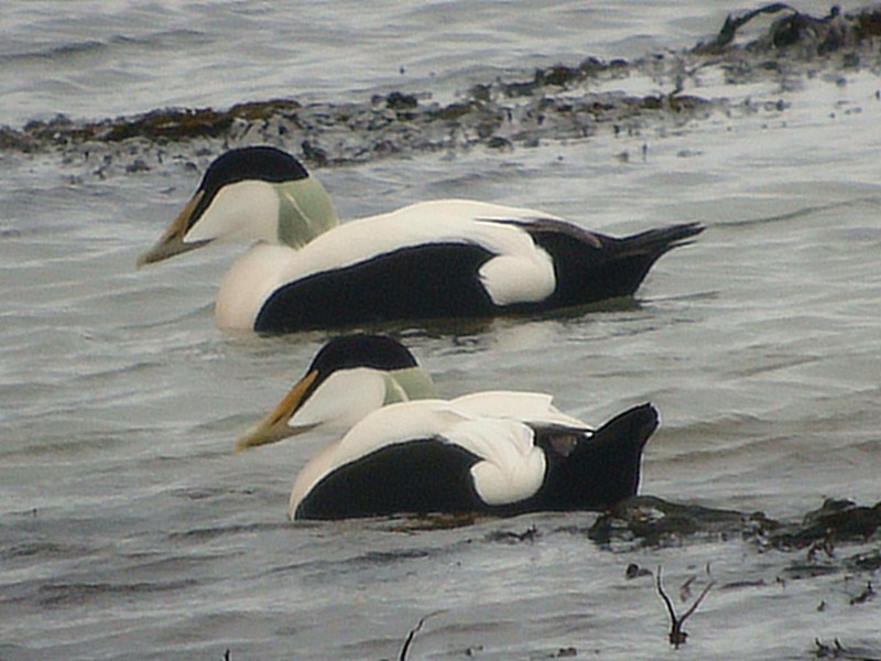 Northern Eider