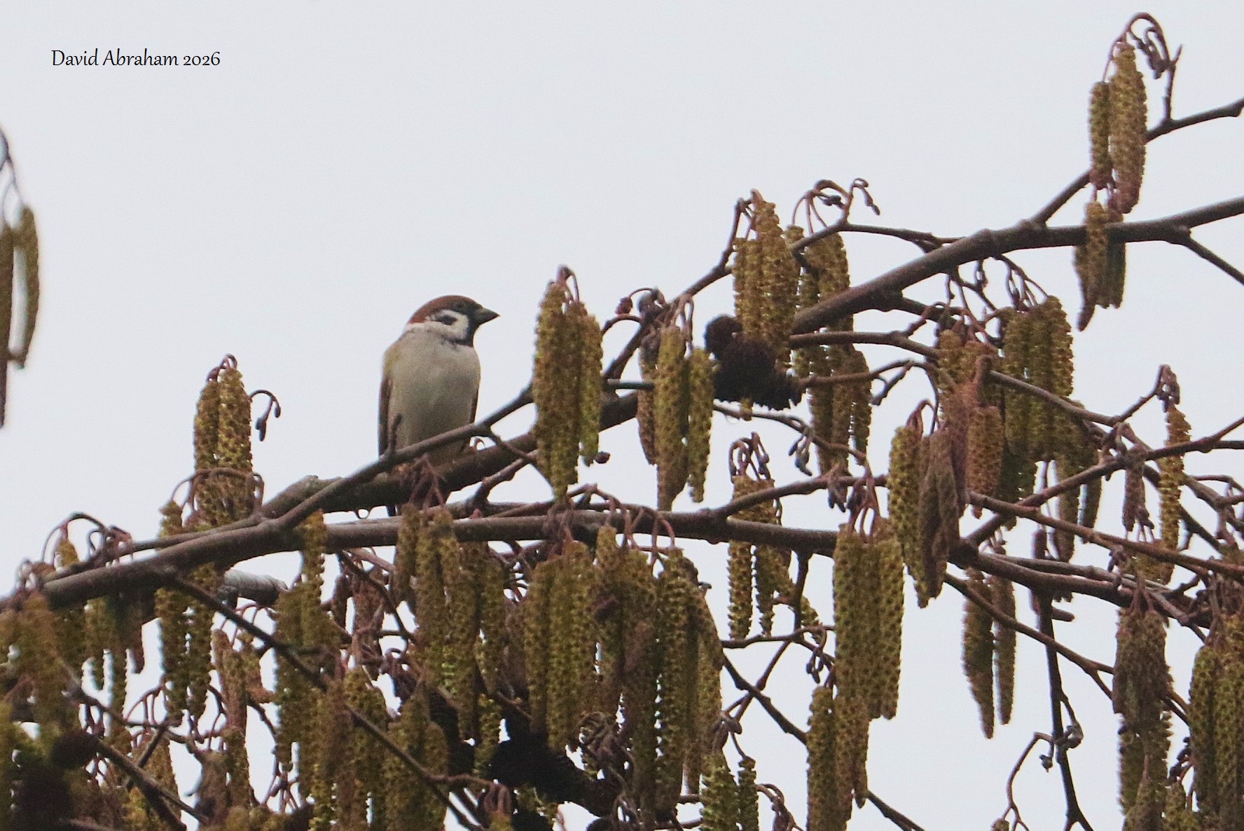 Tree Sparrow 