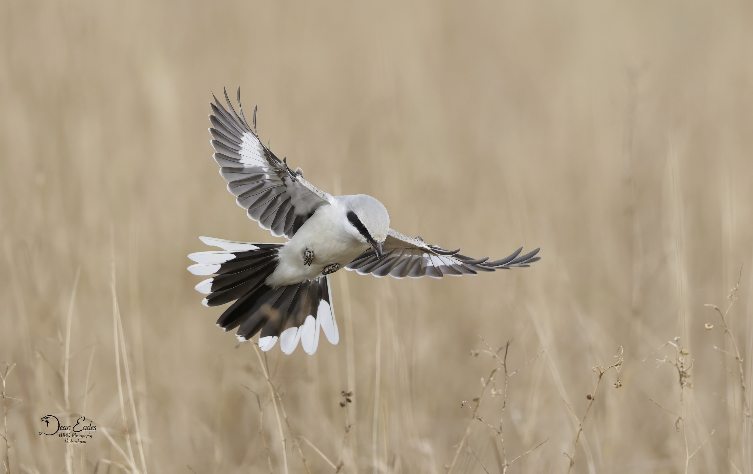 Common Great Grey Shrike