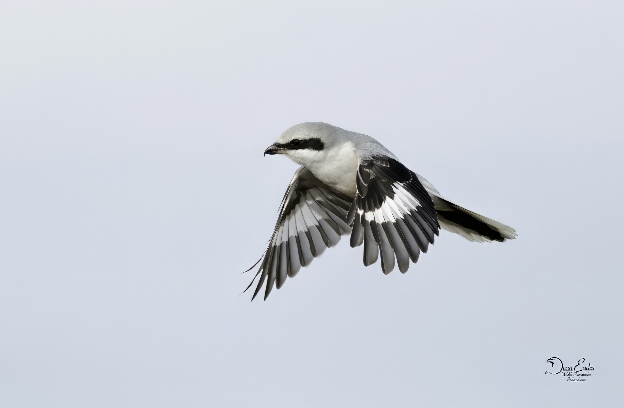 GREAT GREY SHRIKE 