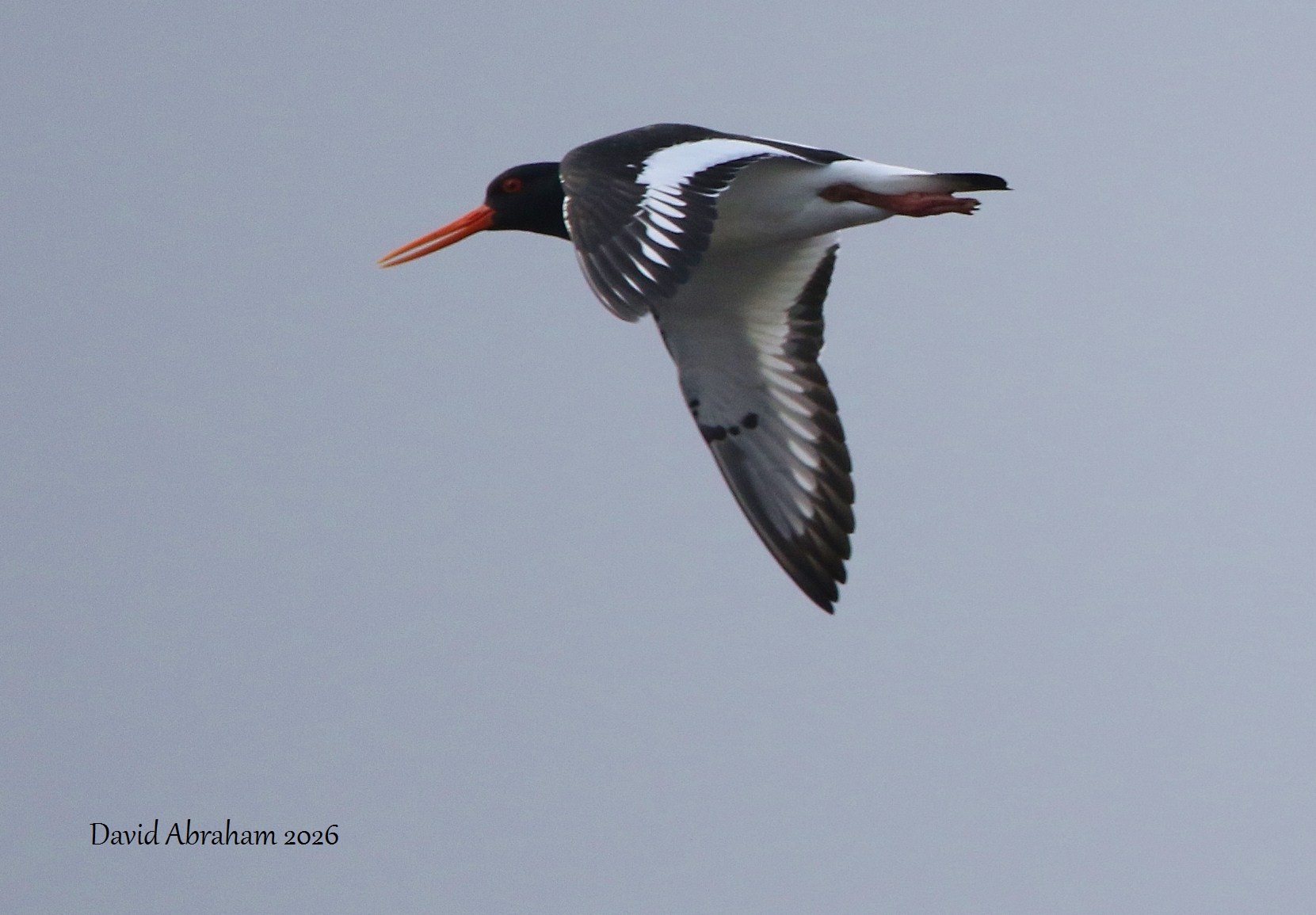 Oystercatcher 