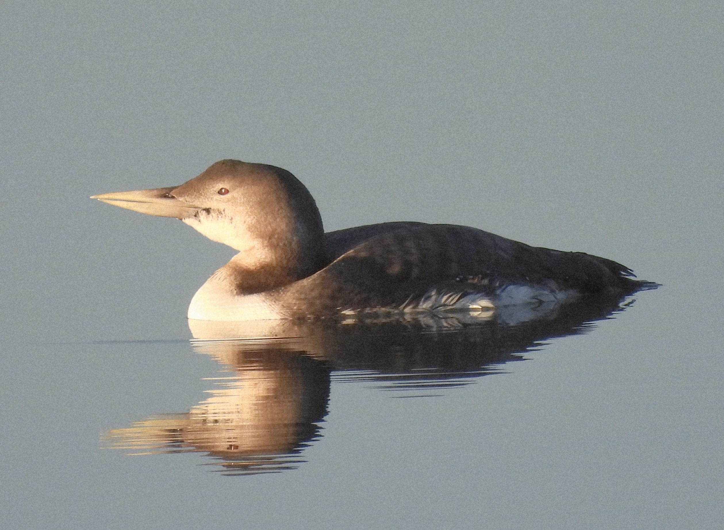 White-billed Diver