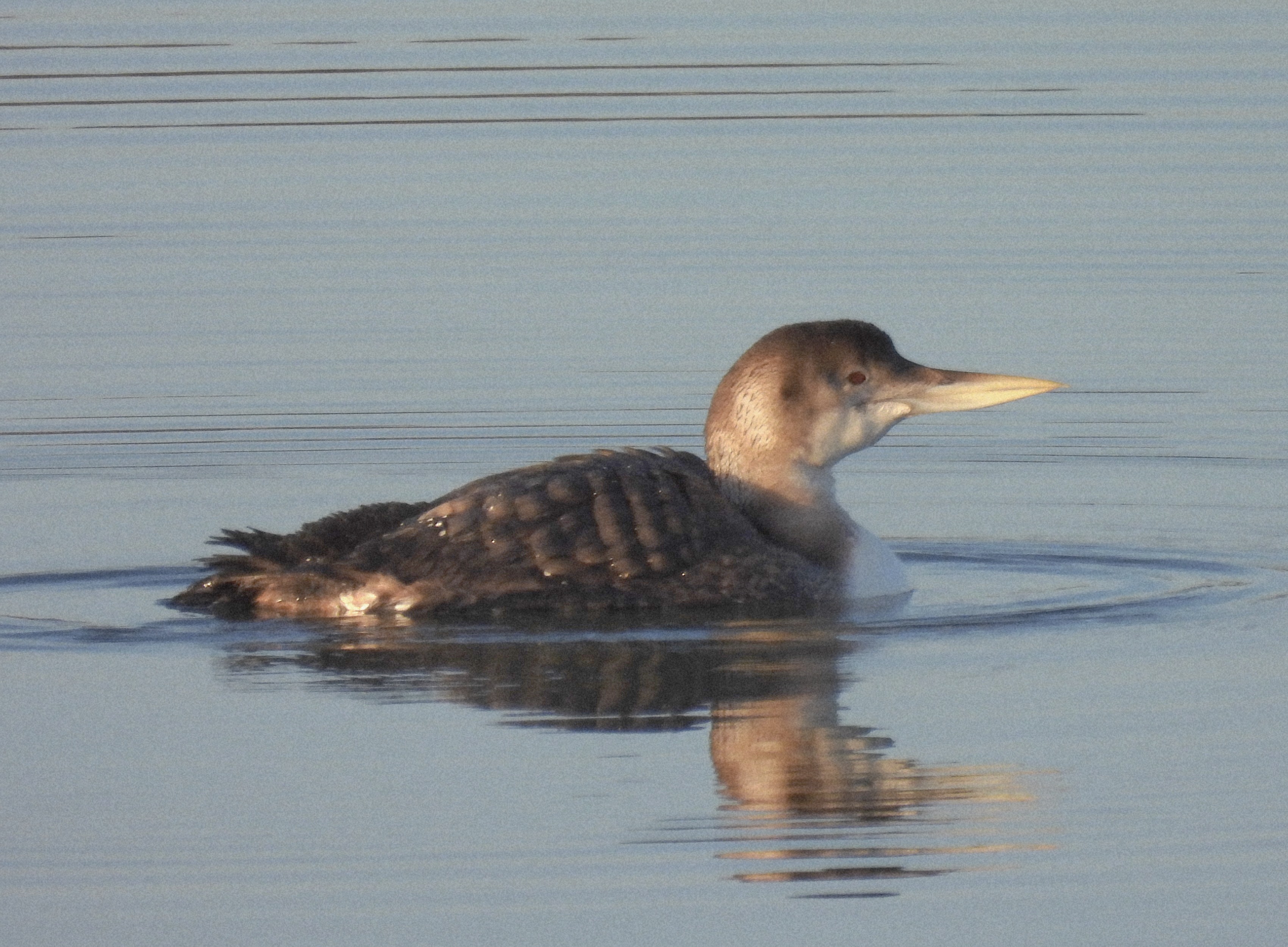 White-billed Diver