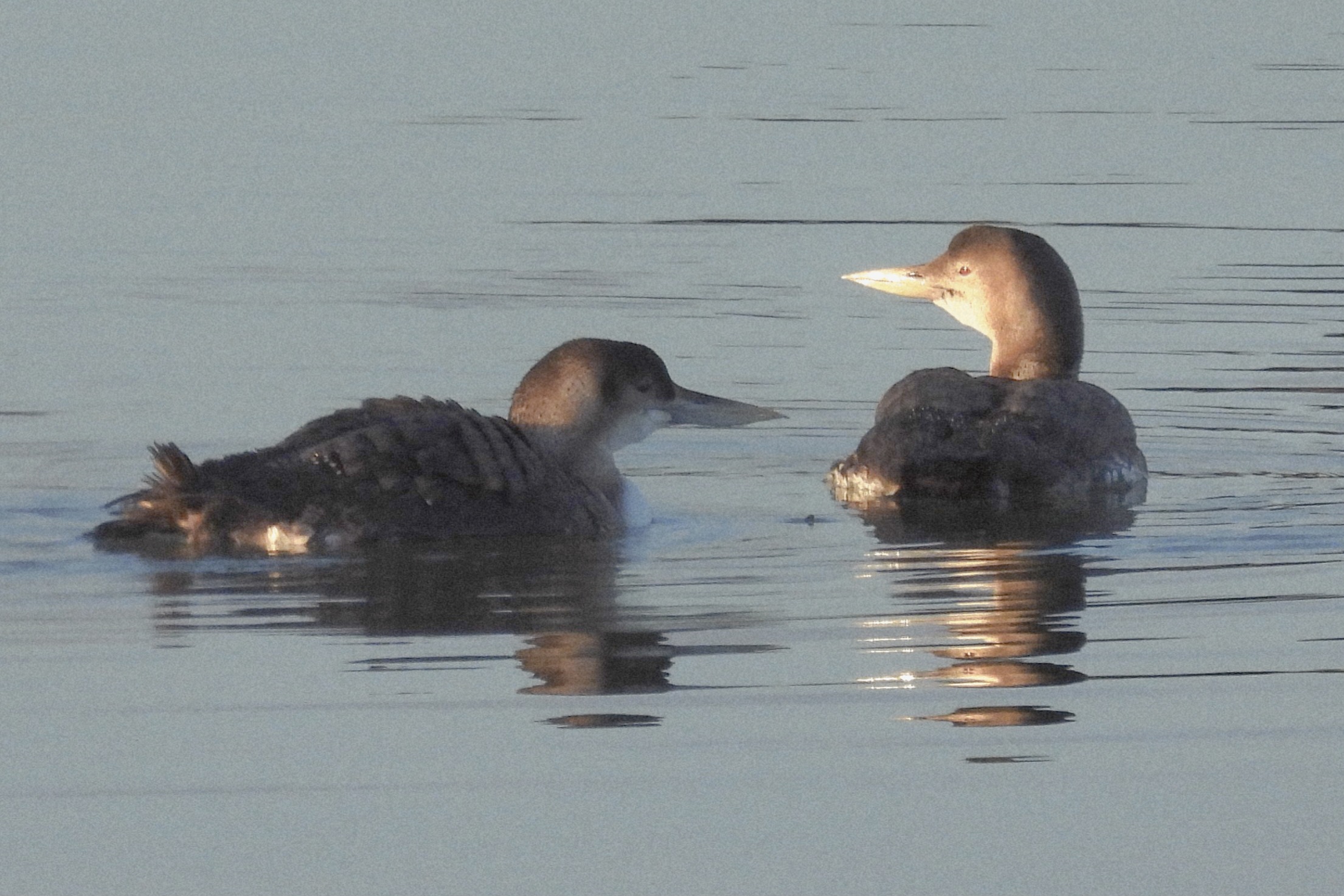 White-billed Divers