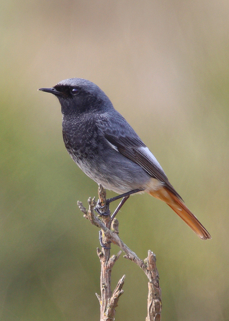 Black Redstart
