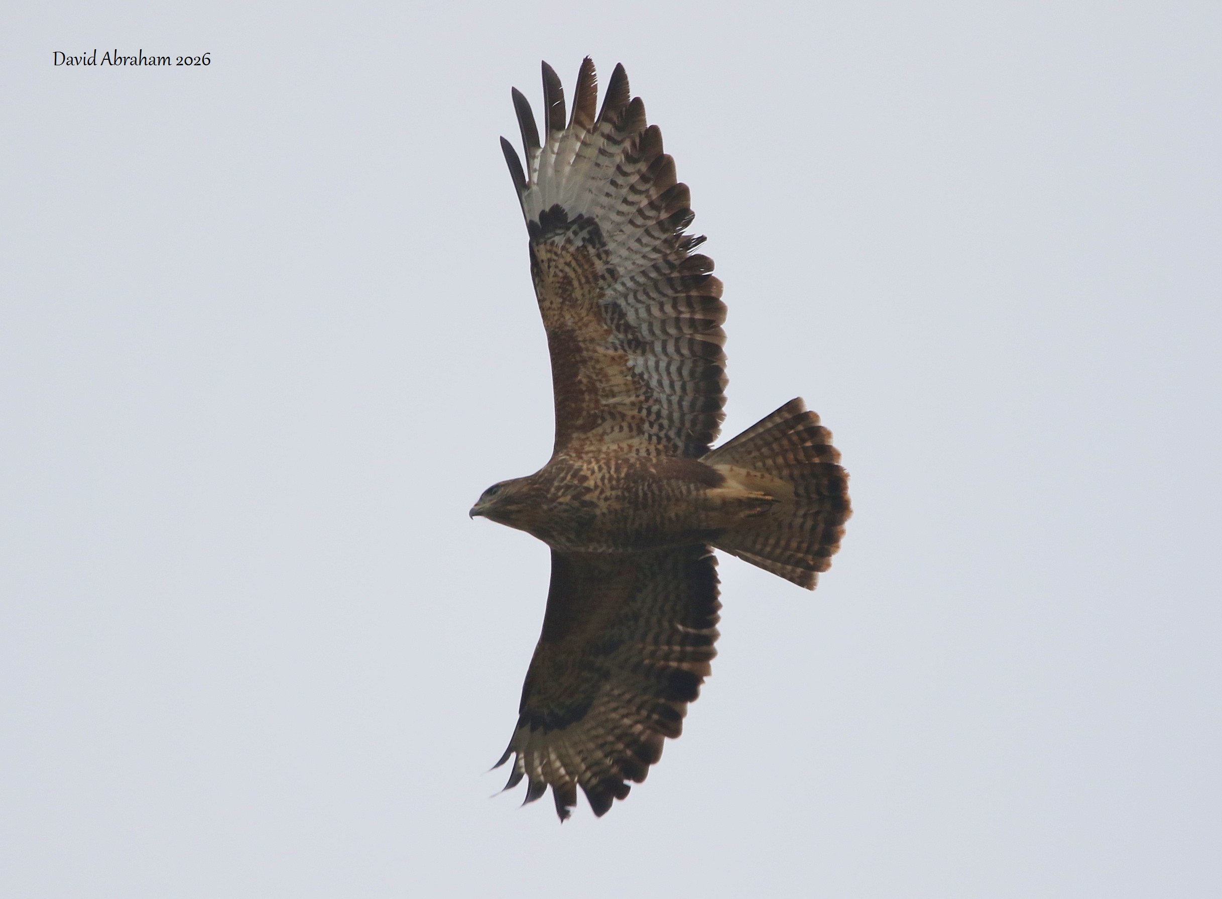 Common Buzzard 